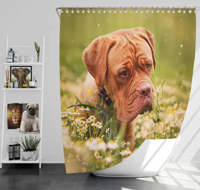 Dogue de Bordeaux with Muzzle and Flowers: Quartet Shower Curtain