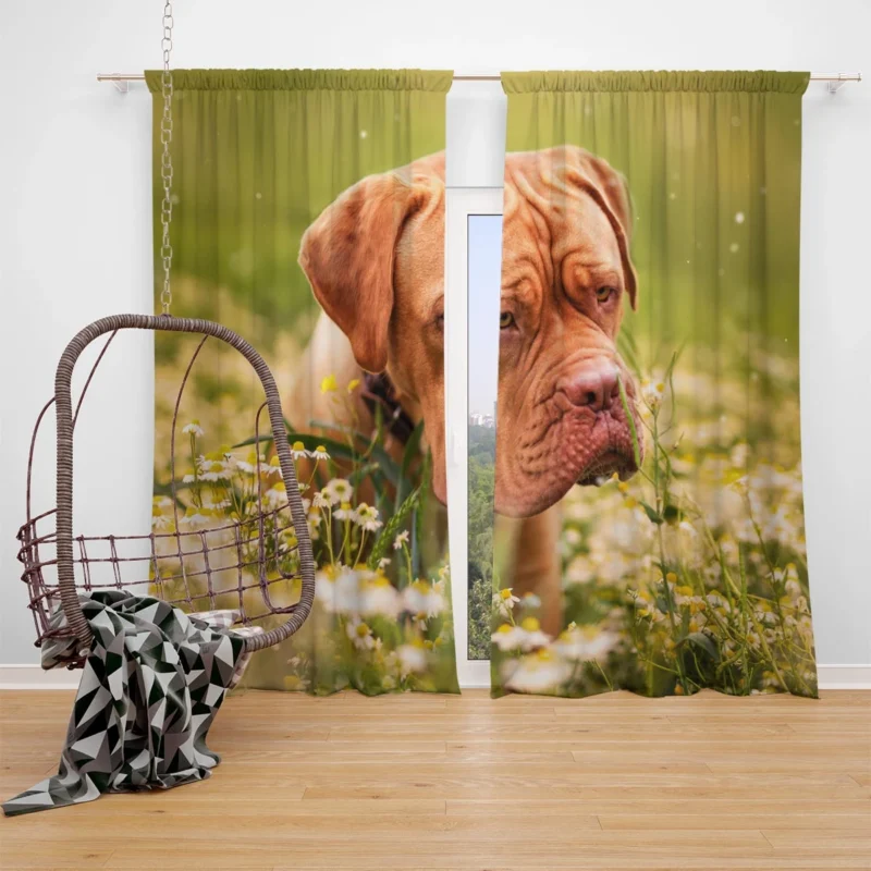 Dogue de Bordeaux with Muzzle and Flowers: Quartet Window Curtain