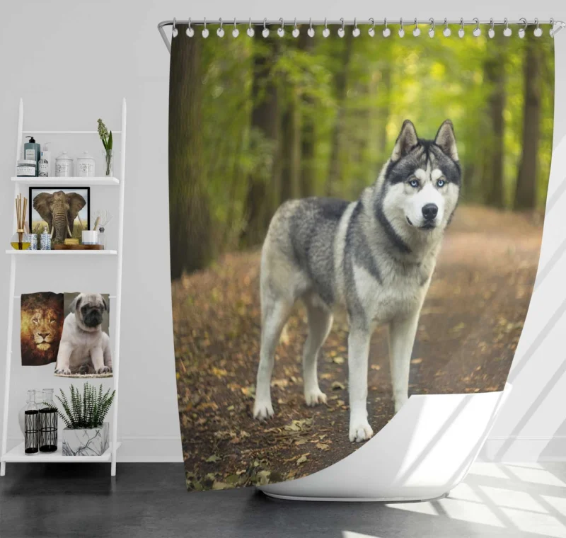 Dreamy Blurred Scenery: Siberian Husky Quartet Shower Curtain