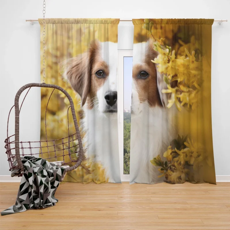 Dutch Canine Charm: Kooikerhondje Quartet Window Curtain