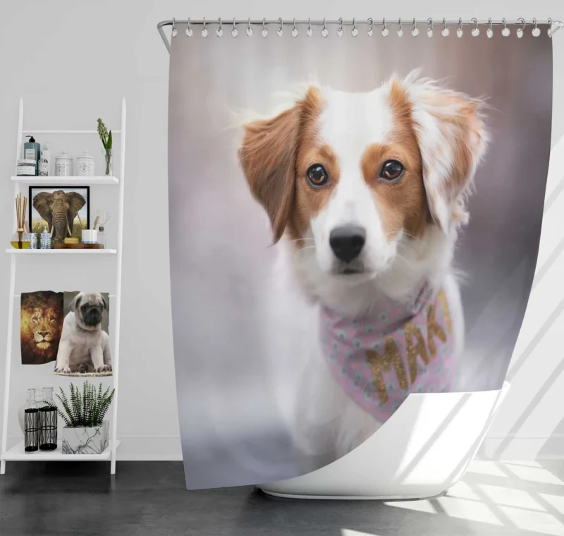 Dutch Canine Delights: Kooikerhondje Beauty Quartet Shower Curtain