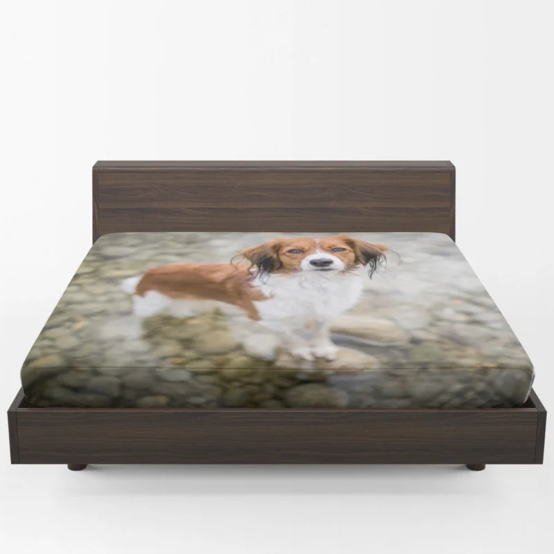 Dutch Canine Delights: Kooikerhondje Quartet Fitted Sheet 1