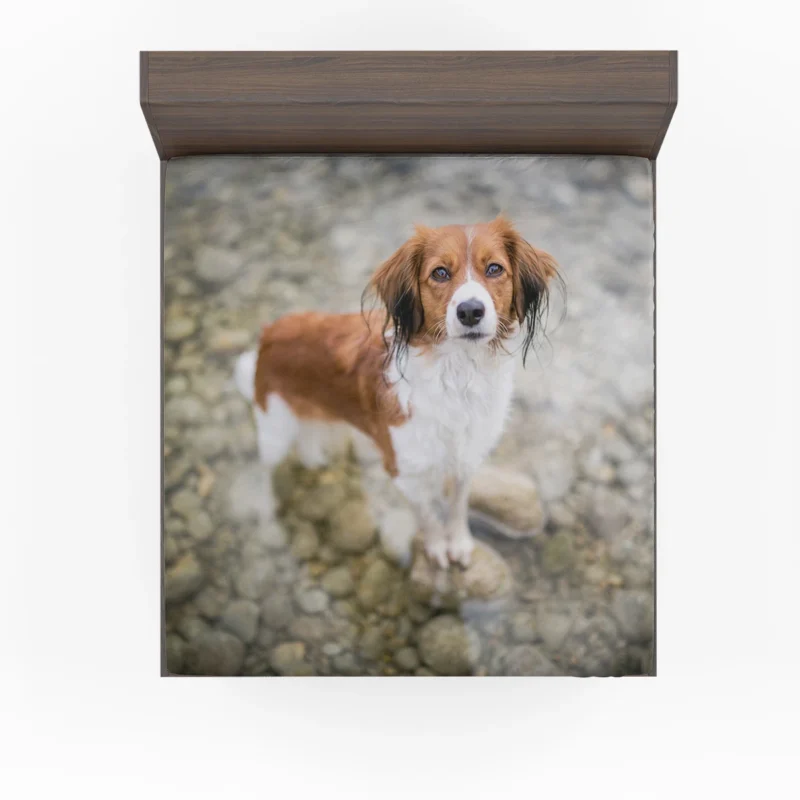 Dutch Canine Delights: Kooikerhondje Quartet Fitted Sheet