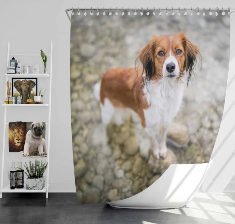 Dutch Canine Delights: Kooikerhondje Quartet Shower Curtain