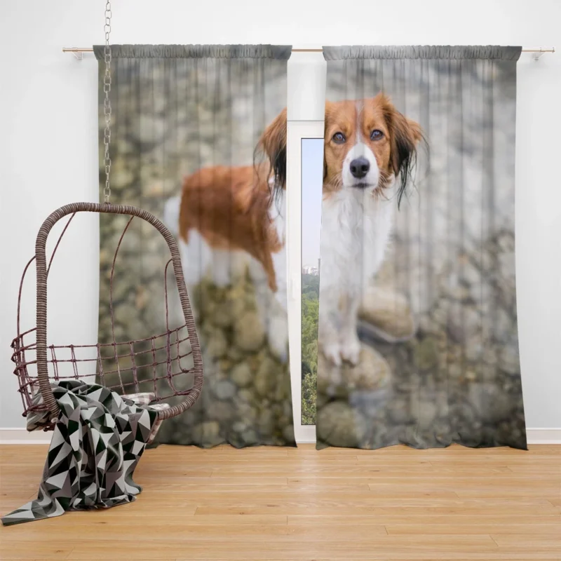 Dutch Canine Delights: Kooikerhondje Quartet Window Curtain