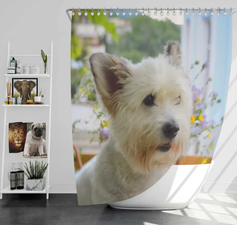 Elegance Galore: West Highland White Terrier Quartet Shower Curtain