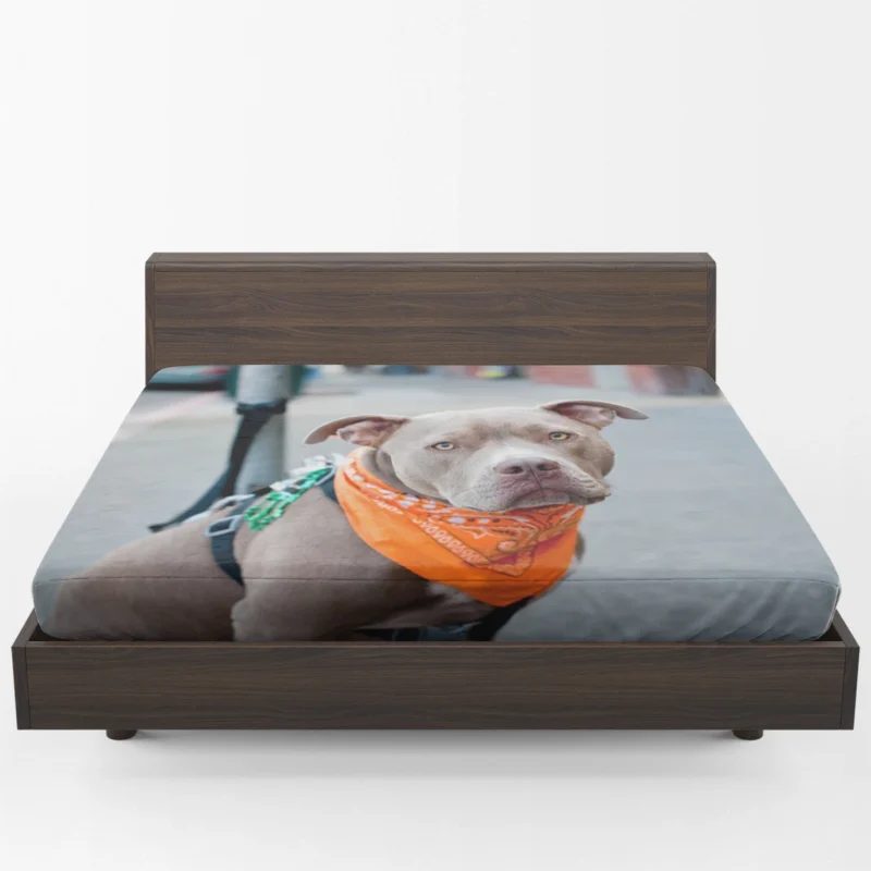 Elegance and Charm: Pit Bull Quartet Fitted Sheet 1