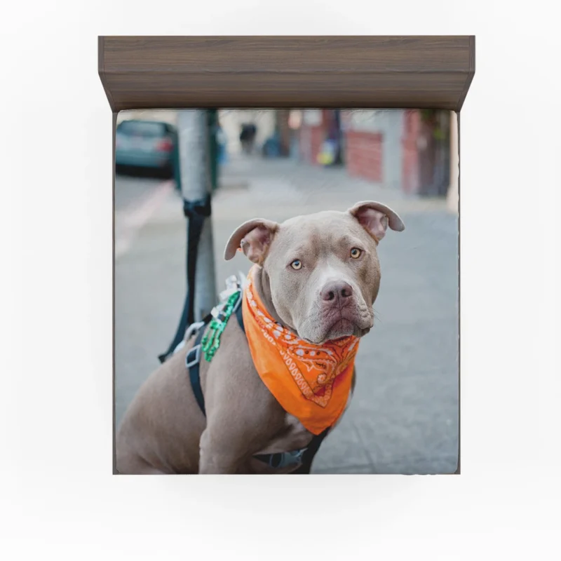 Elegance and Charm: Pit Bull Quartet Fitted Sheet