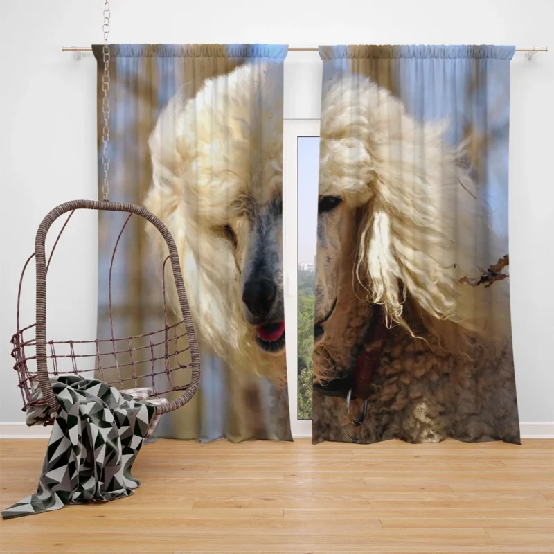 Elegance and Grace: Poodle Quartet Window Curtain