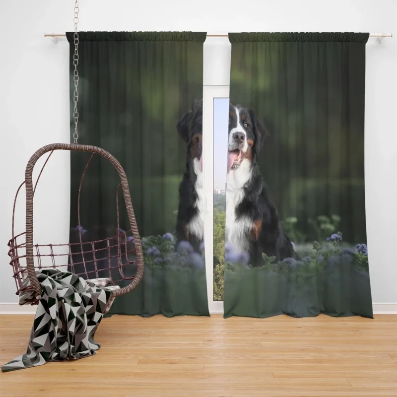 Elegance in Bernese Mountain Dog: Bernese Mountain Dog Window Curtain