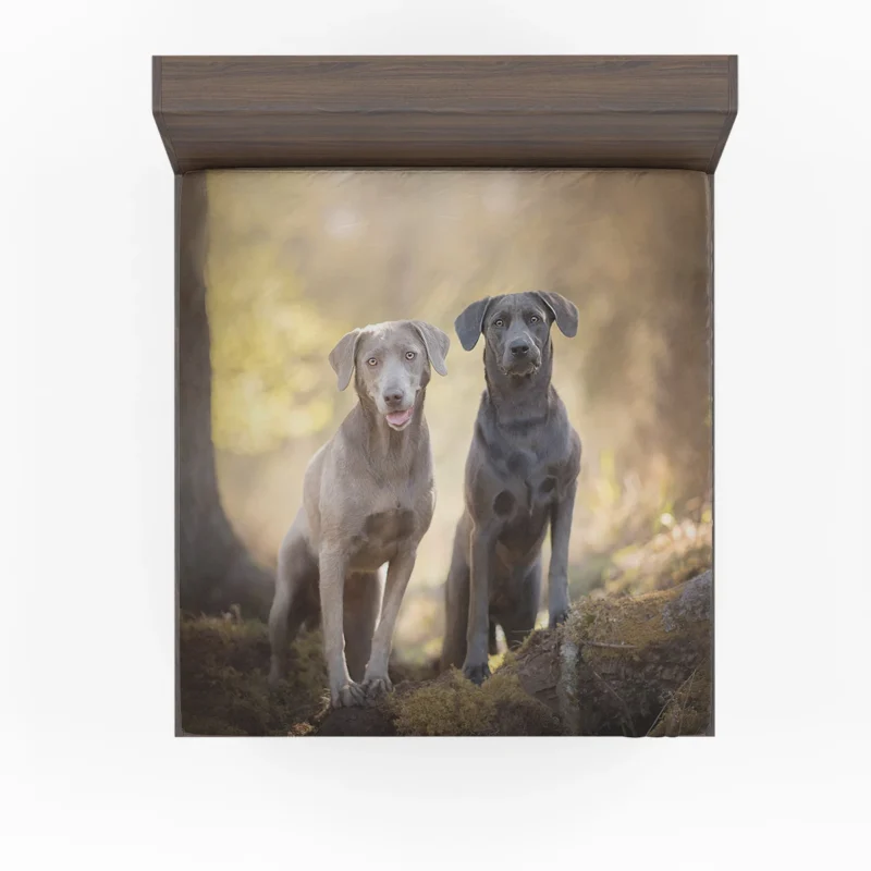 Elegance in Bloom: Weimaraner Quartet Fitted Sheet