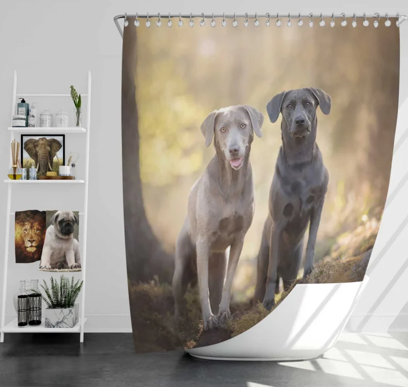 Elegance in Bloom: Weimaraner Quartet Shower Curtain