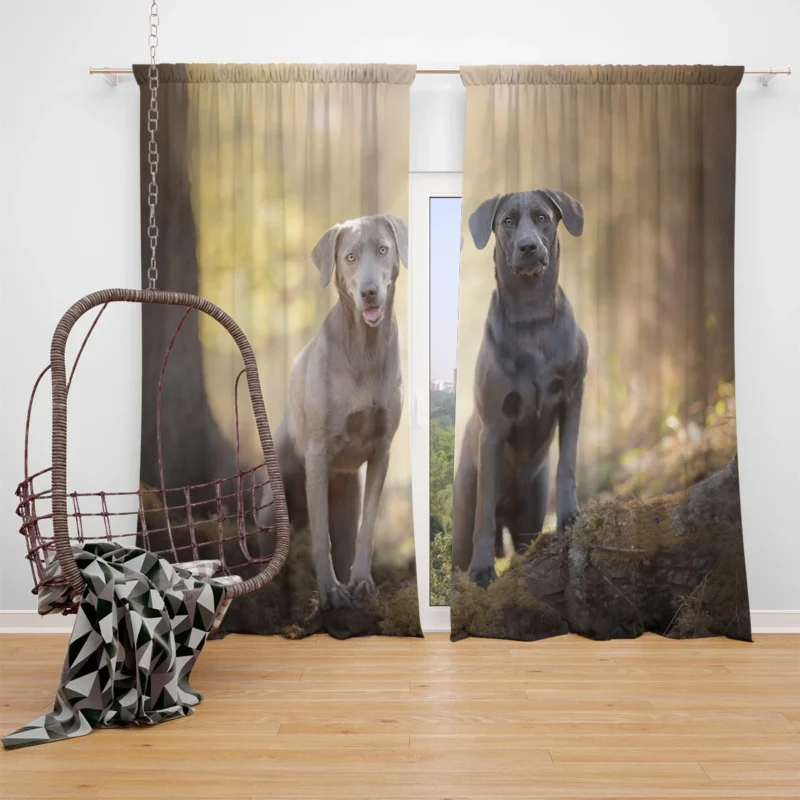 Elegance in Bloom: Weimaraner Quartet Window Curtain