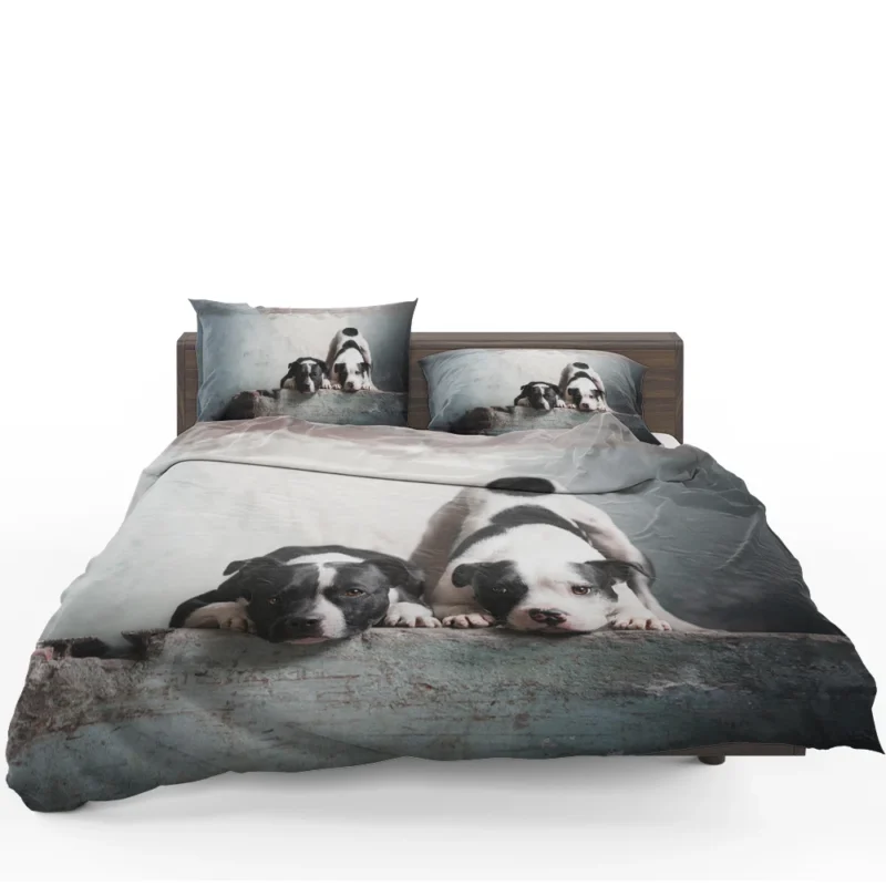 Elegance in Fourfold: American Pit Bull Terrier Quartet Bedding Set