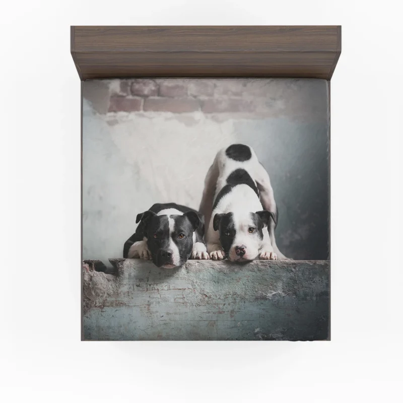 Elegance in Fourfold: American Pit Bull Terrier Quartet Fitted Sheet