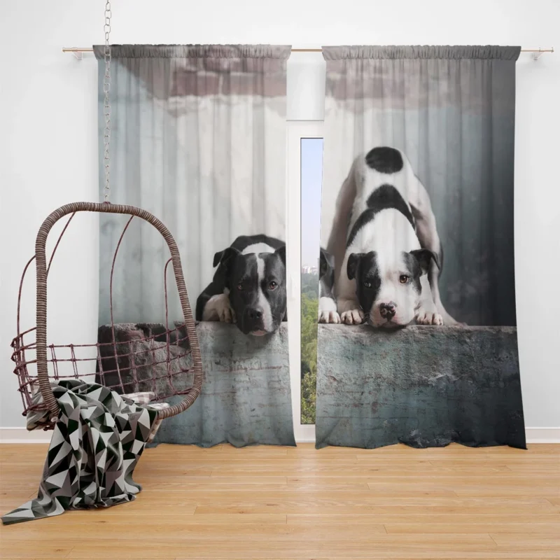 Elegance in Fourfold: American Pit Bull Terrier Quartet Window Curtain