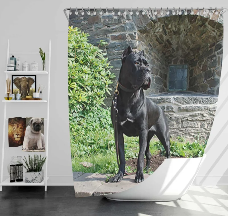 Elegance in Fourfold: Cane Corso Quartet Shower Curtain