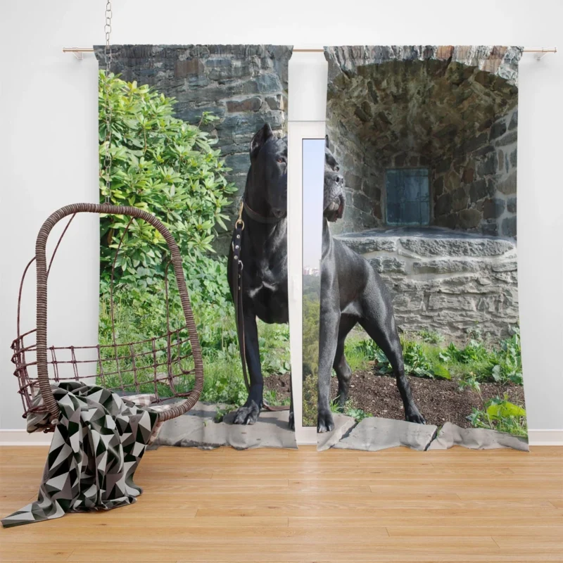 Elegance in Fourfold: Cane Corso Quartet Window Curtain