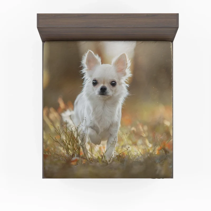 Elegance in Fourfold: Chihuahua Quartet Fitted Sheet