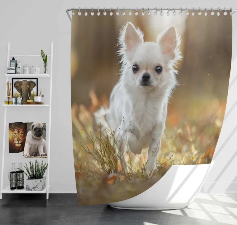 Elegance in Fourfold: Chihuahua Quartet Shower Curtain