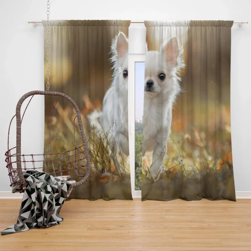 Elegance in Fourfold: Chihuahua Quartet Window Curtain