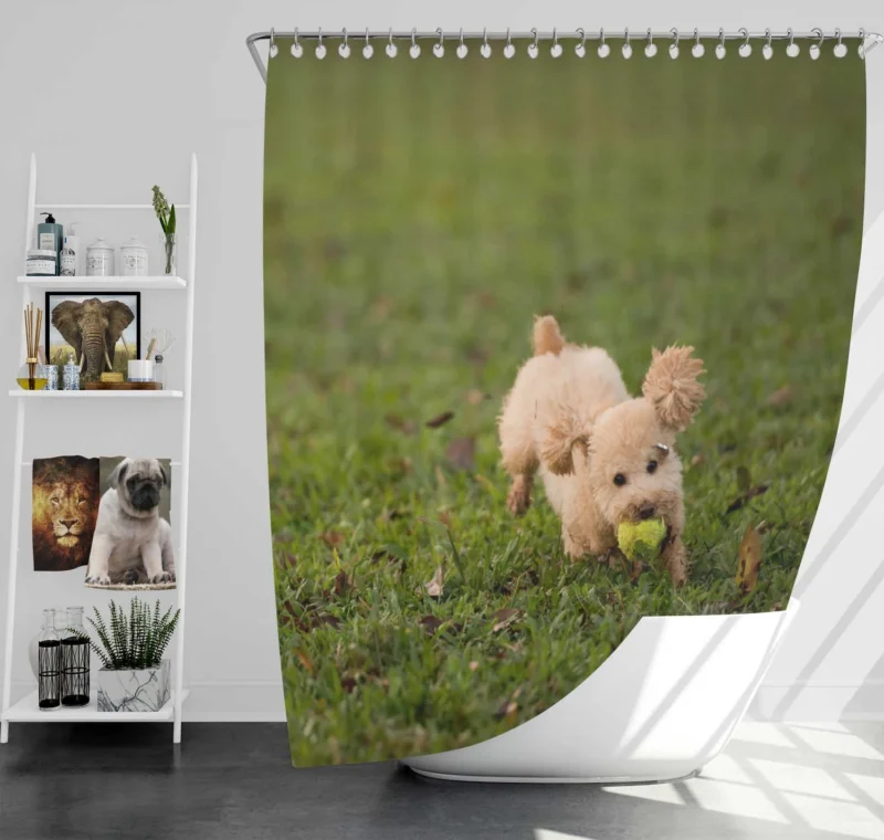 Elegant Canine Poses: Poodle Quartet Shower Curtain