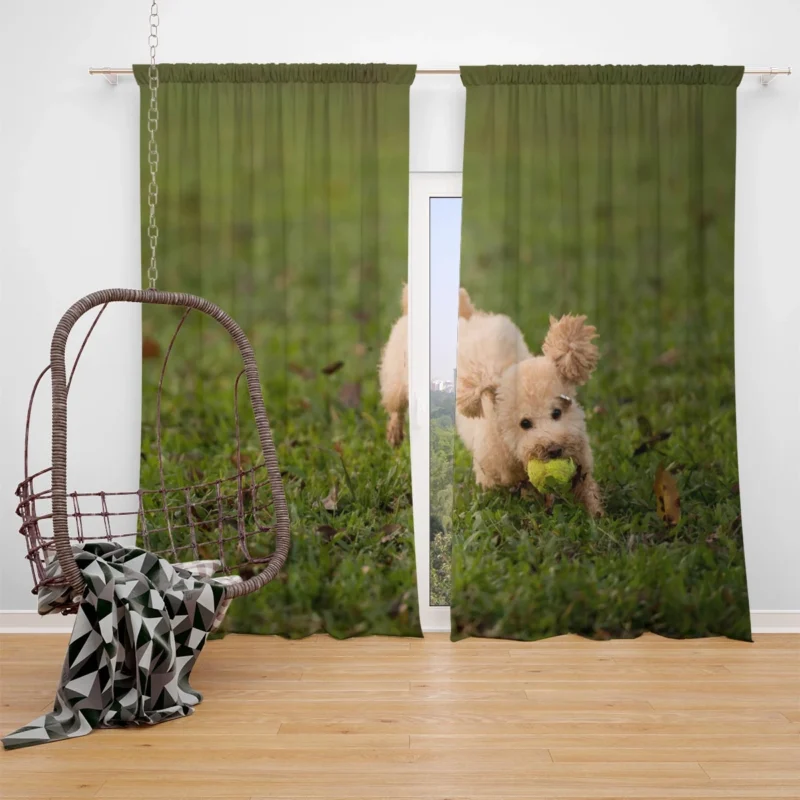 Elegant Canine Poses: Poodle Quartet Window Curtain