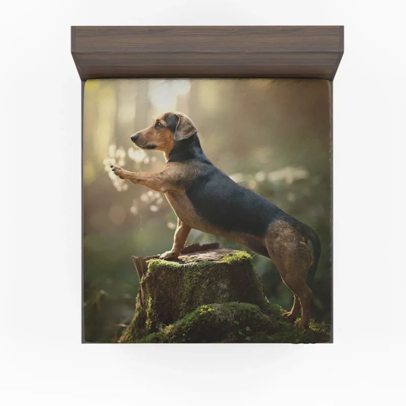 Elegant Dachshund Quartet: Fourfold Beauty Fitted Sheet