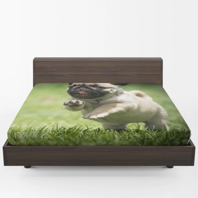 Elegant Pug Majesty: Fourfold Pug Quartet Fitted Sheet 1