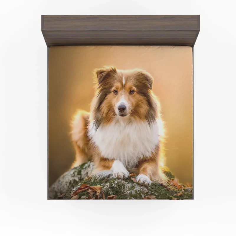 Elegant Shetland Sheepdog Gathering: Quartet Fitted Sheet