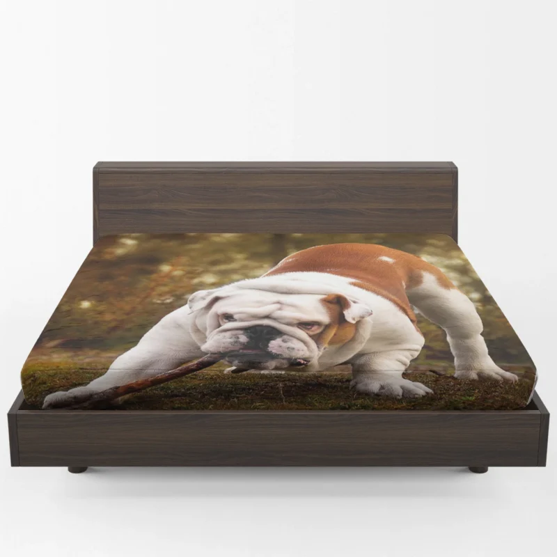 Elegant and Endearing: Bulldog Quartet Fitted Sheet 1