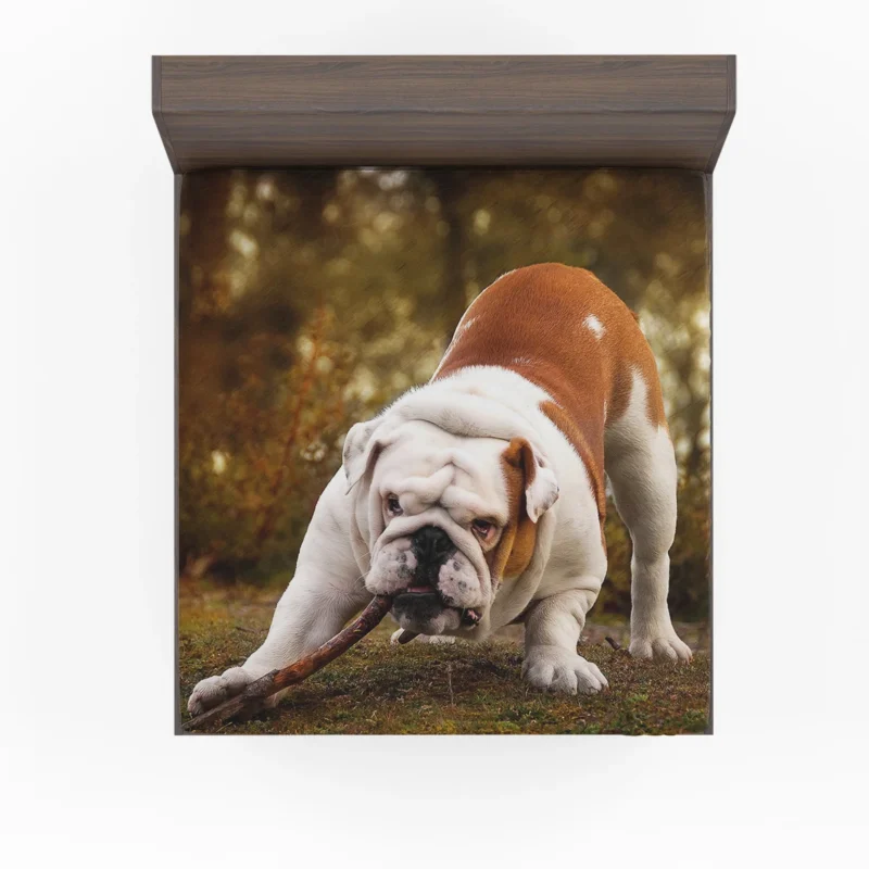 Elegant and Endearing: Bulldog Quartet Fitted Sheet