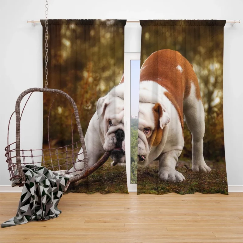 Elegant and Endearing: Bulldog Quartet Window Curtain