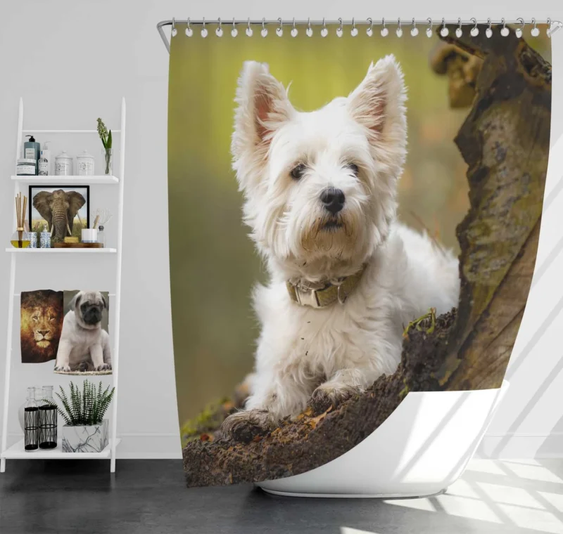 Elegant and White: West Highland White Terrier Quartet Shower Curtain