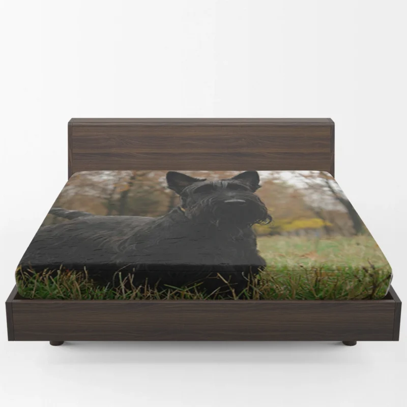 Enchanting Scottish Terrier Quartet Fitted Sheet 1