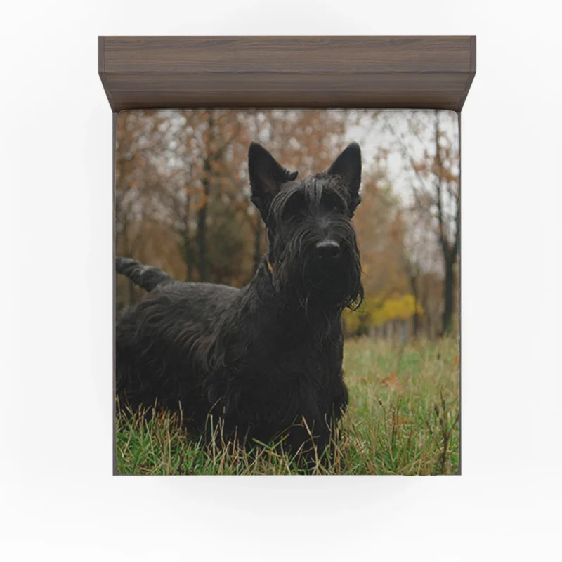 Enchanting Scottish Terrier Quartet Fitted Sheet