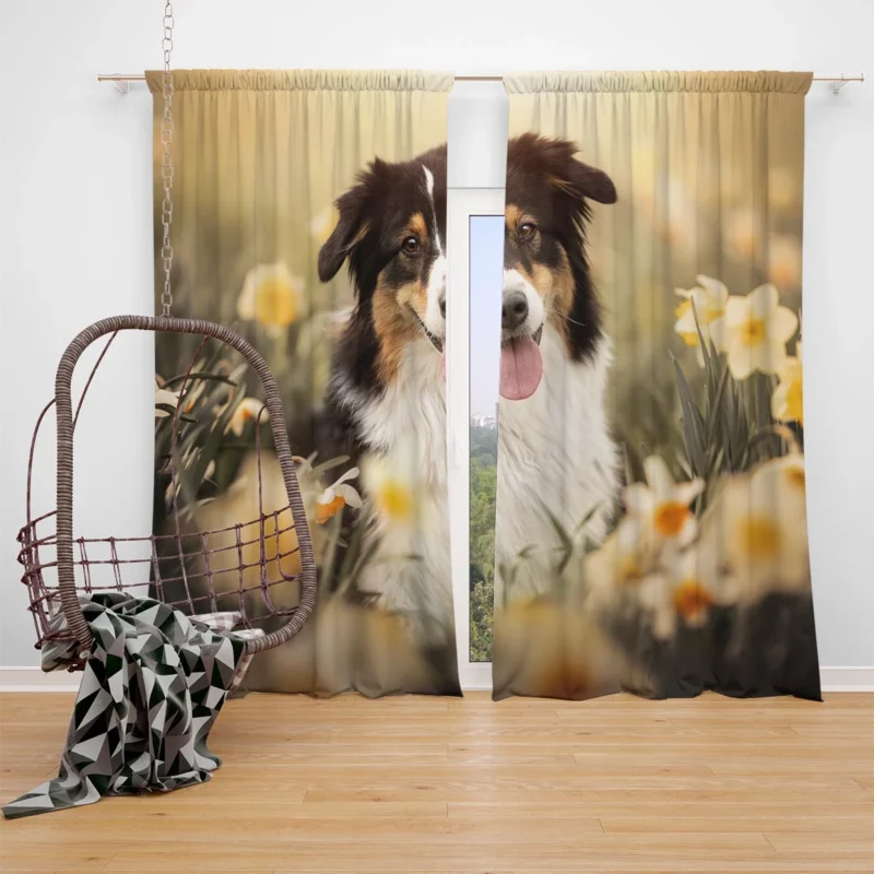 Enchanting Shetland Sheepdog Quartet Window Curtain