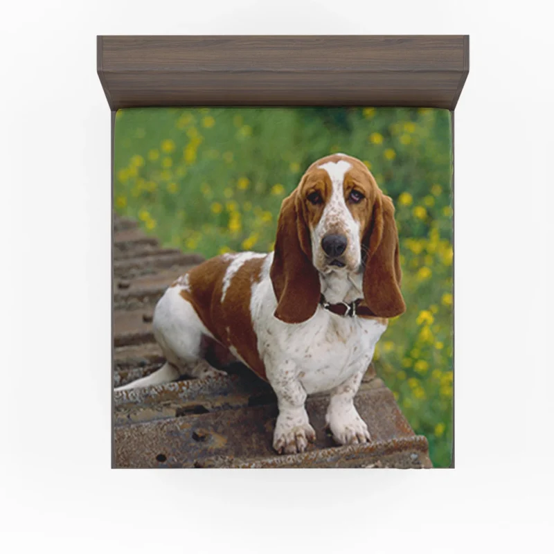 Endearing Ears and Character: Basset Hound Fitted Sheet