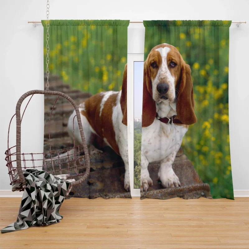 Endearing Ears and Character: Basset Hound Window Curtain