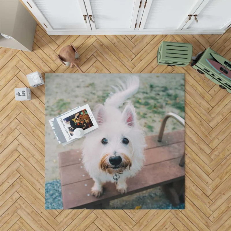 Endearing Fluff: West Highland White Terrier Quartet Floor Rug