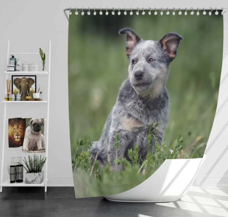 Energetic Australian Cattle Dog Puppies Shower Curtain