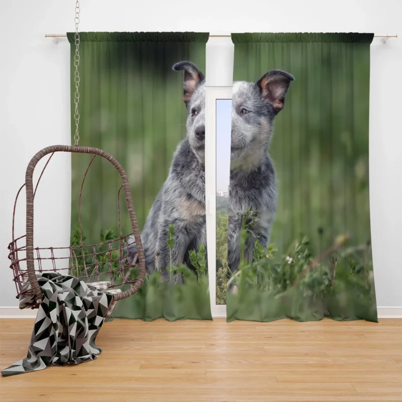 Energetic Australian Cattle Dog Puppies Window Curtain