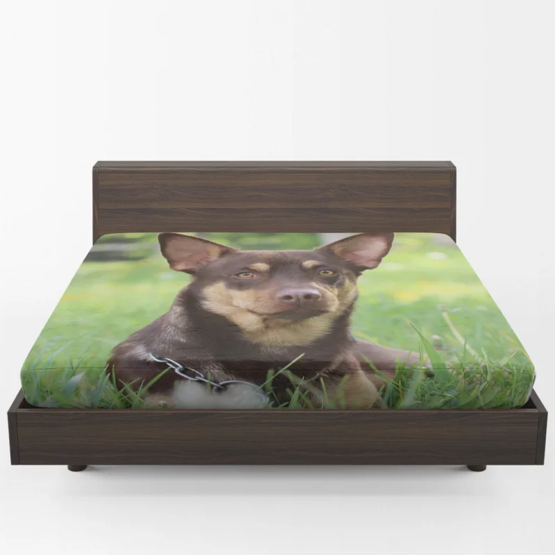 Energetic Australian Companions: Kelpie Quartet Fitted Sheet 1