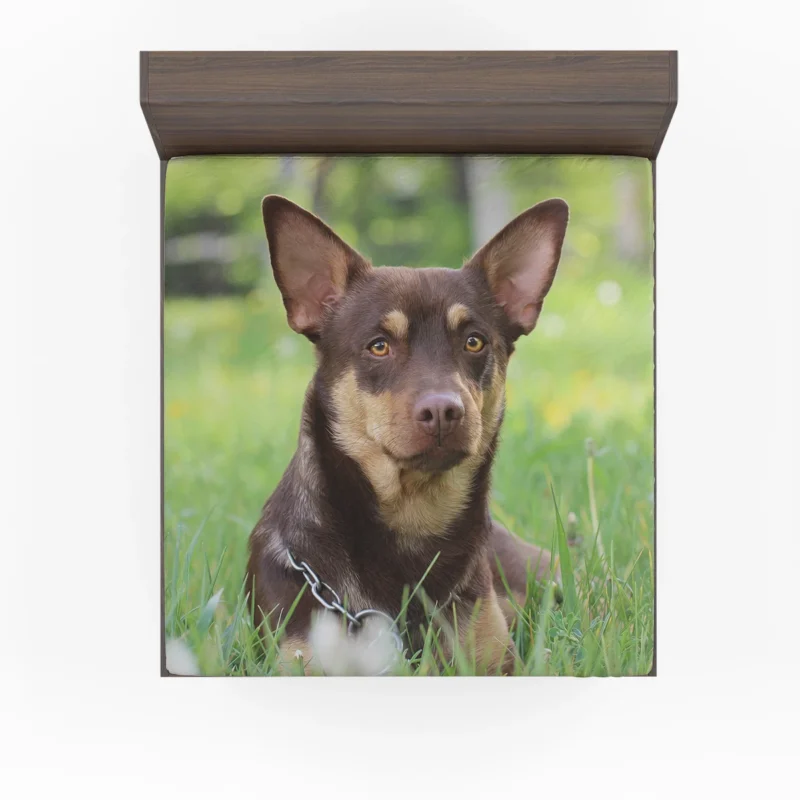 Energetic Australian Companions: Kelpie Quartet Fitted Sheet