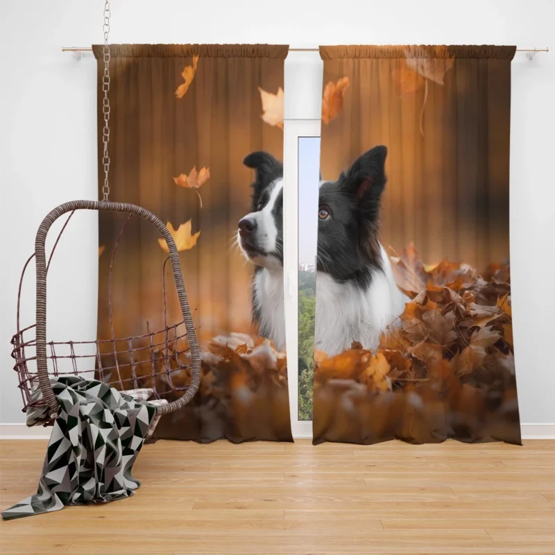 Energetic Border Collie: Border Collie Window Curtain