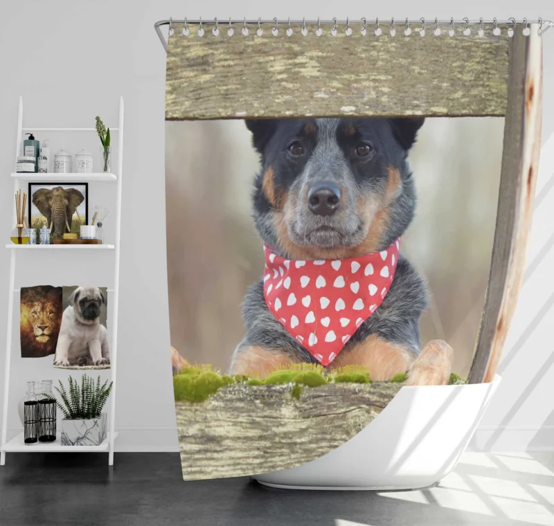 Energetic Herding Dogs: Australian Cattle Dog Shower Curtain