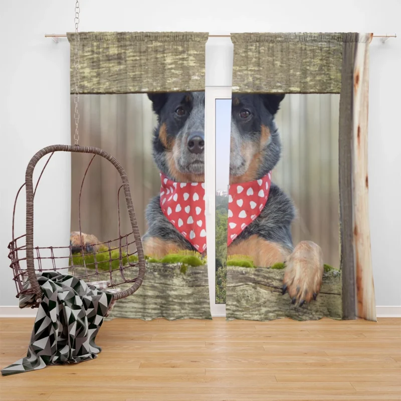 Energetic Herding Dogs: Australian Cattle Dog Window Curtain