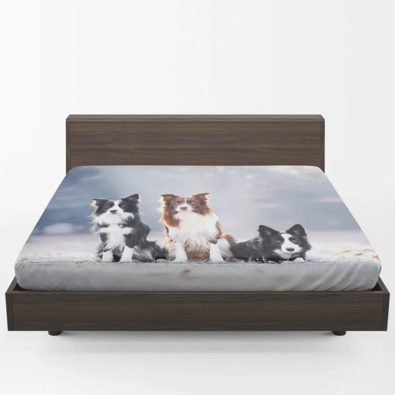 Energetic Trio of Border Collies Fitted Sheet 1