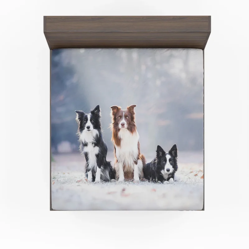 Energetic Trio of Border Collies Fitted Sheet