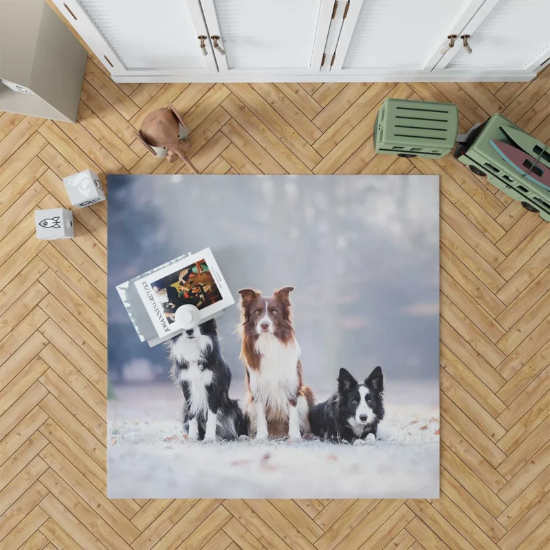 Energetic Trio of Border Collies Floor Rug